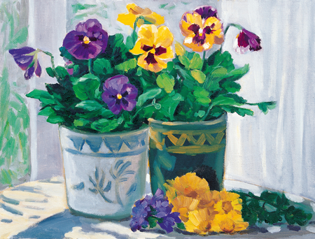 Pansy